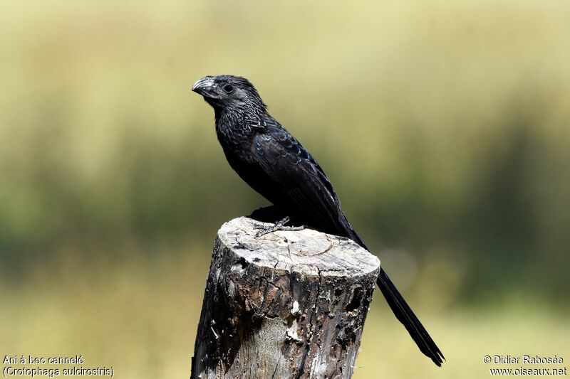 Groove-billed Ani