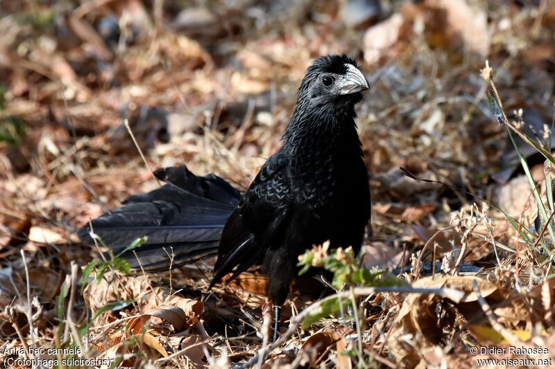 Groove-billed Ani