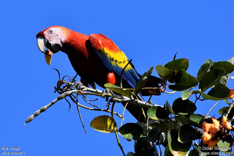 Scarlet Macaw, eats