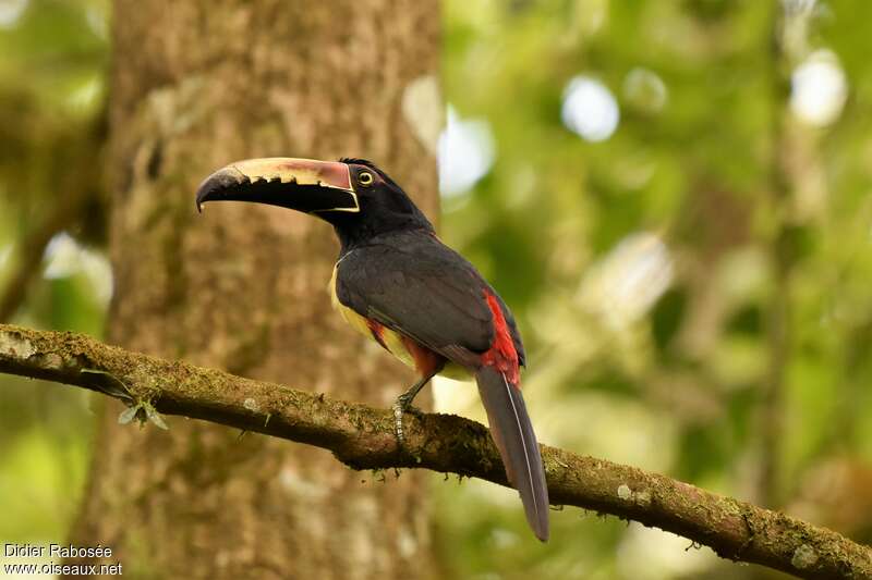 Collared Aracari, identification