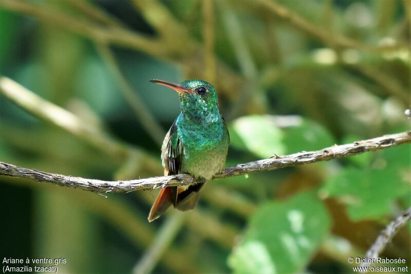 Rufous-tailed Hummingbird