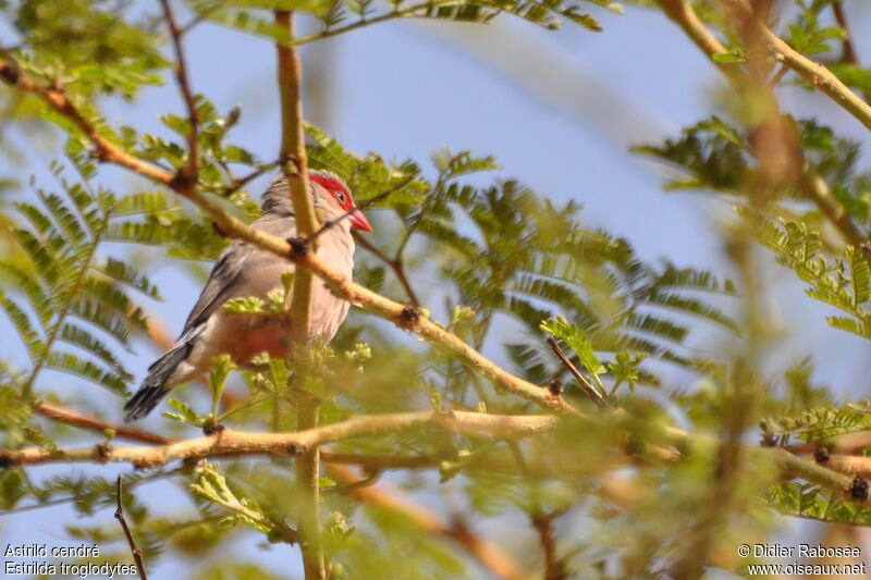 Black-rumped Waxbilladult