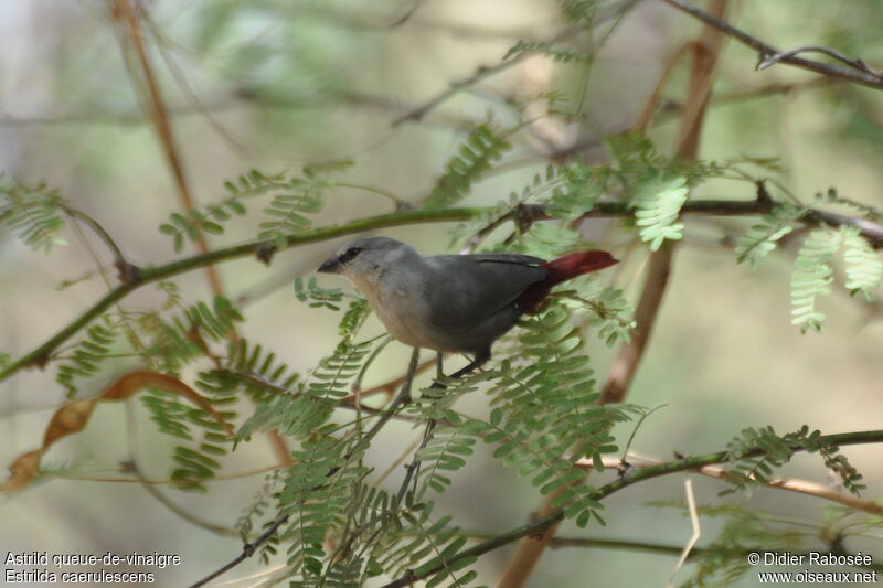 Lavender Waxbill