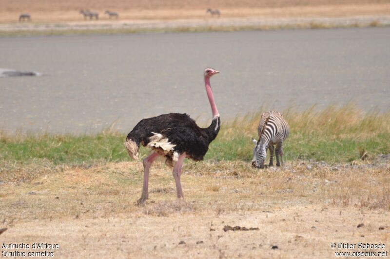 Common Ostrich male adult