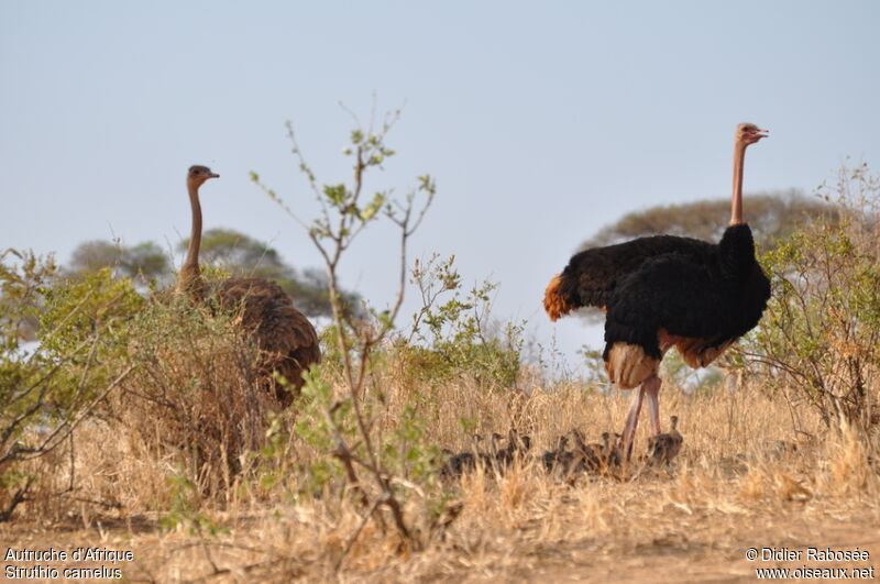 Autruche d'Afrique 