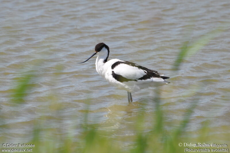 Avocette élégante