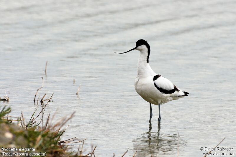 Pied Avocet