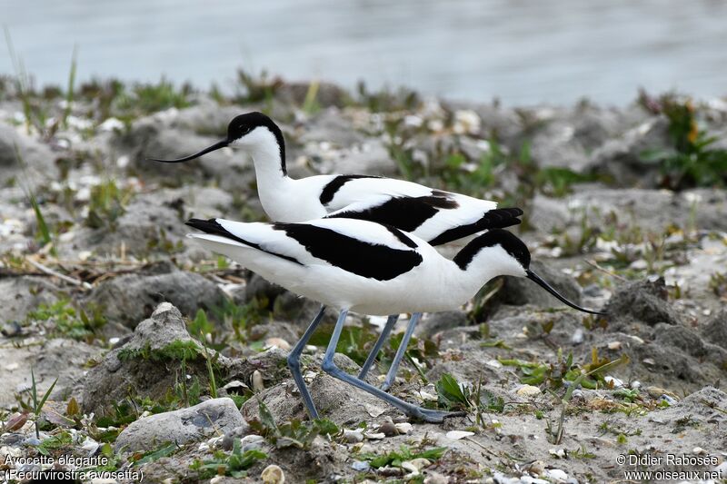 Pied Avocetadult breeding