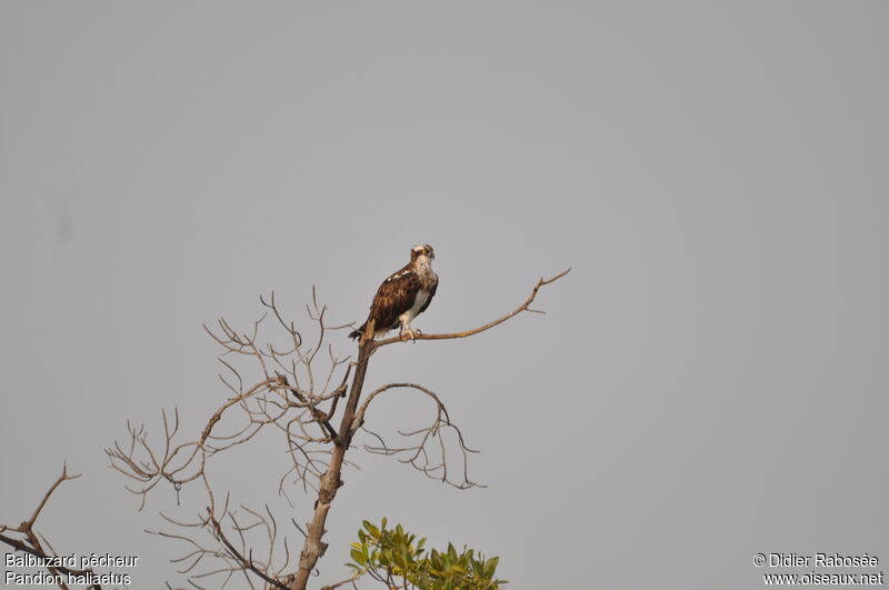 Osprey