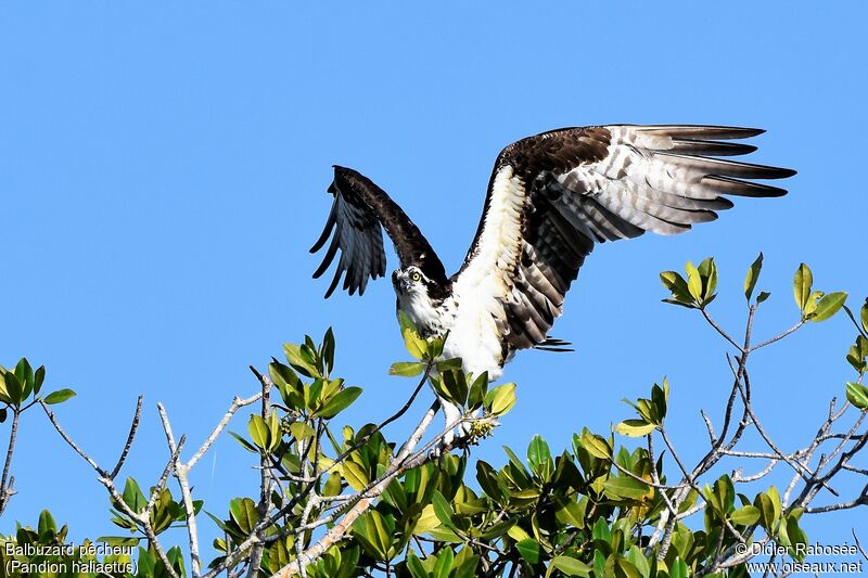 Osprey