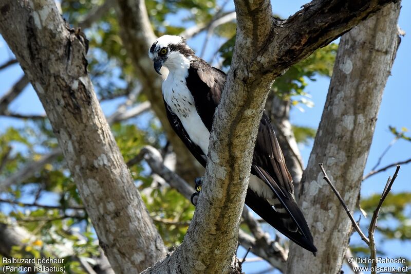 Osprey