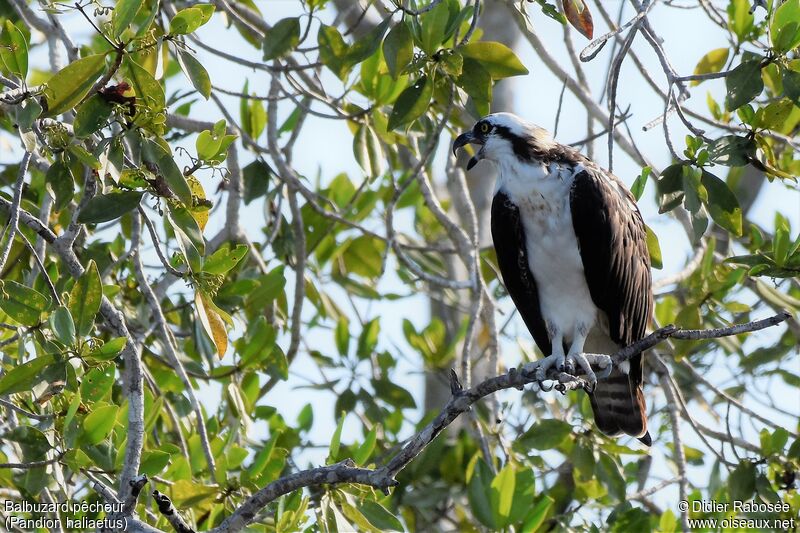 Osprey