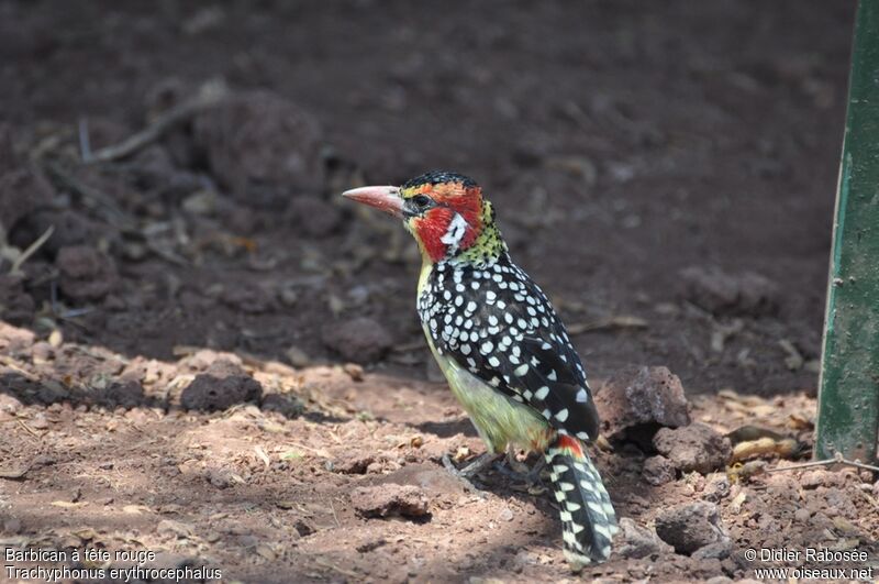 Red-and-yellow Barbet