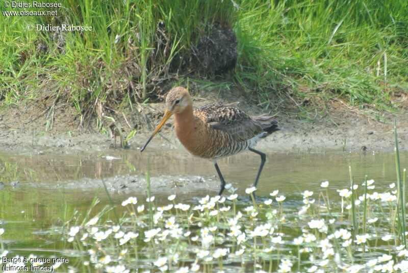 Black-tailed Godwit