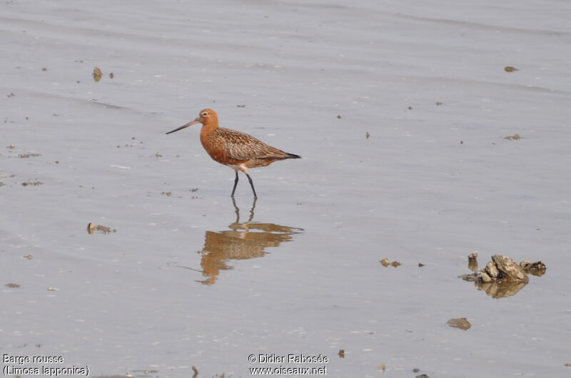 Bar-tailed Godwit