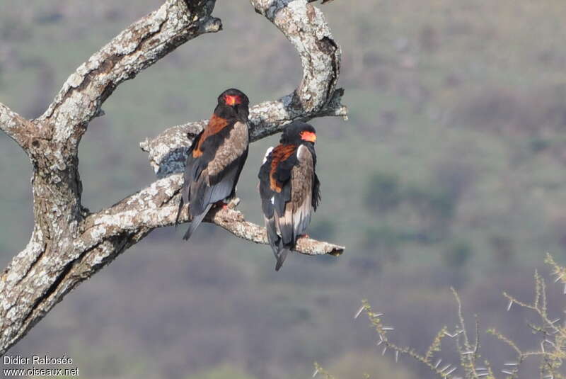 Bateleur des savanesadulte nuptial