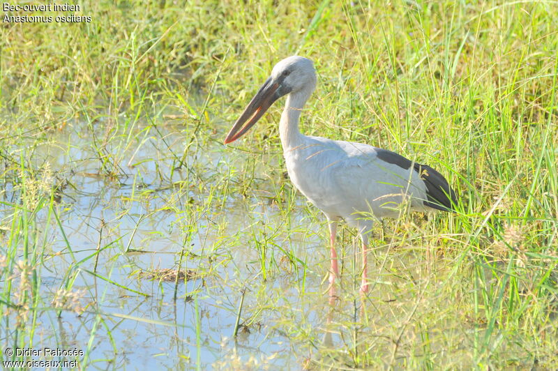 Asian Openbill