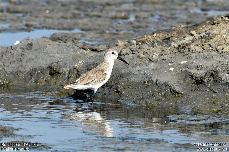 Western Sandpiperadult post breeding