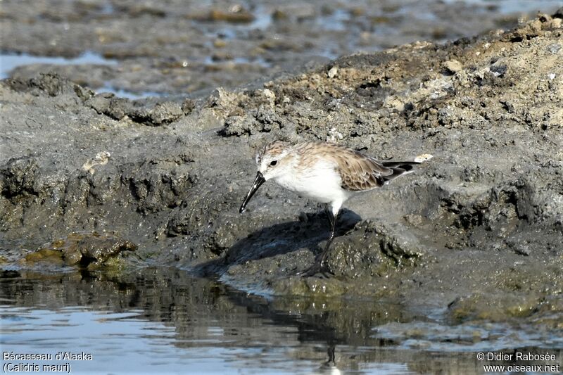 Western Sandpiperadult post breeding