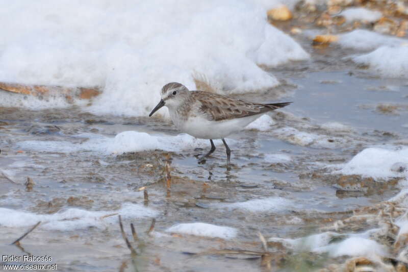 Little Stintadult post breeding, identification