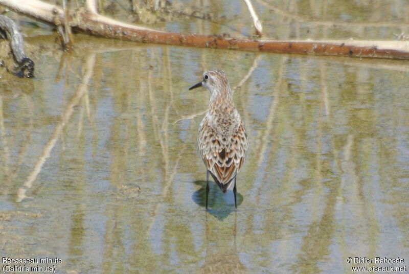 Bécasseau minute, identification