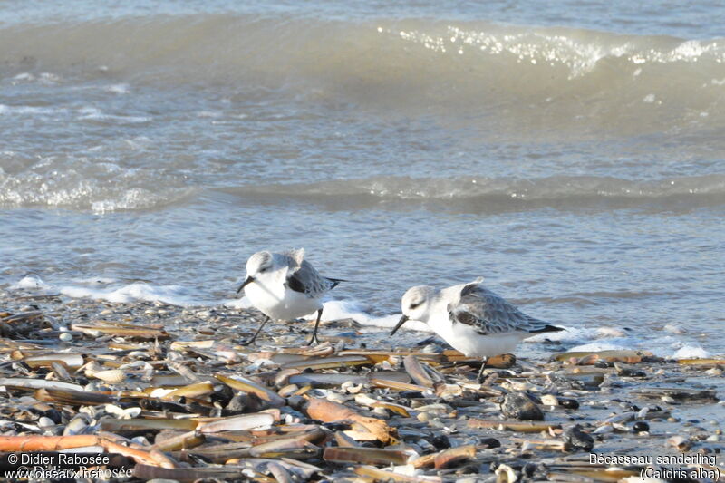 Bécasseau sanderling