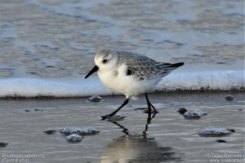 Bécasseau sanderling