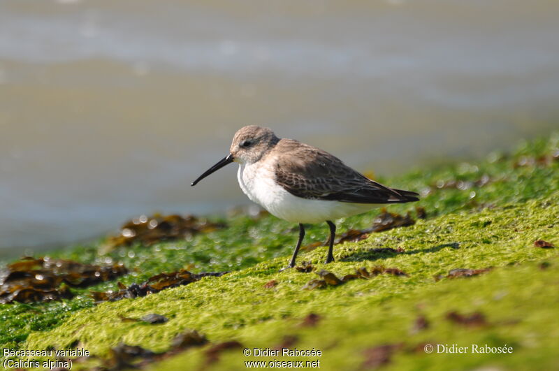 Bécasseau variable