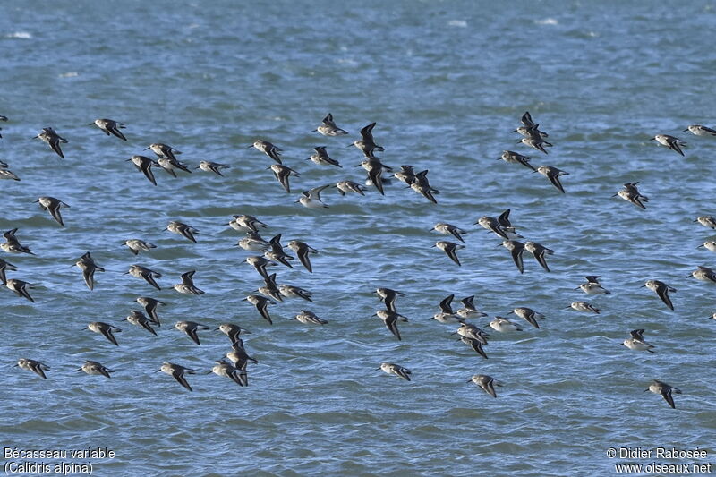 Dunlin, Flight