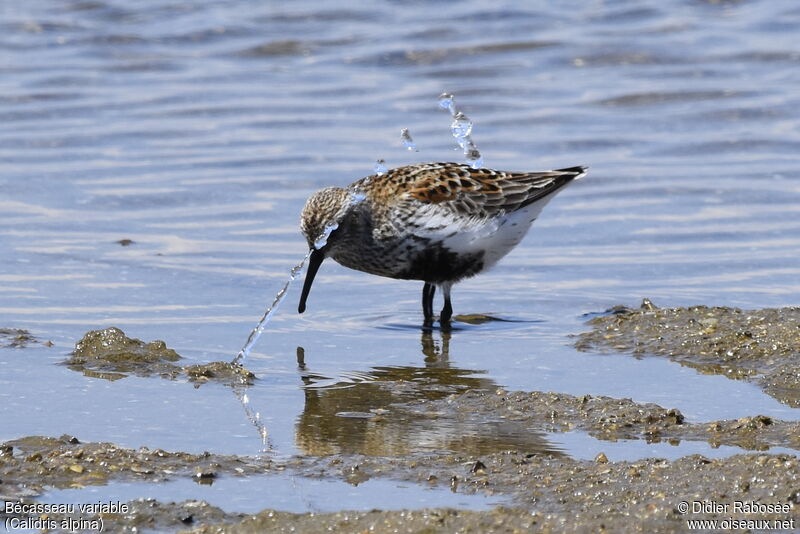 Dunlinadult breeding, Behaviour