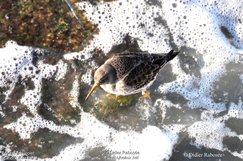 Purple Sandpiper