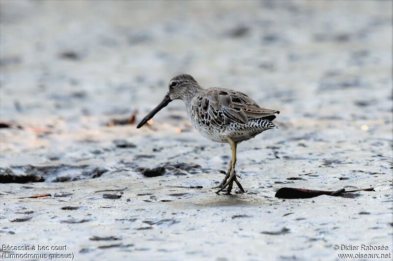 Short-billed Dowitcheradult post breeding