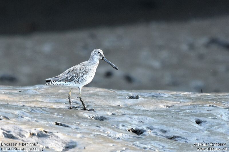 Short-billed Dowitcheradult post breeding