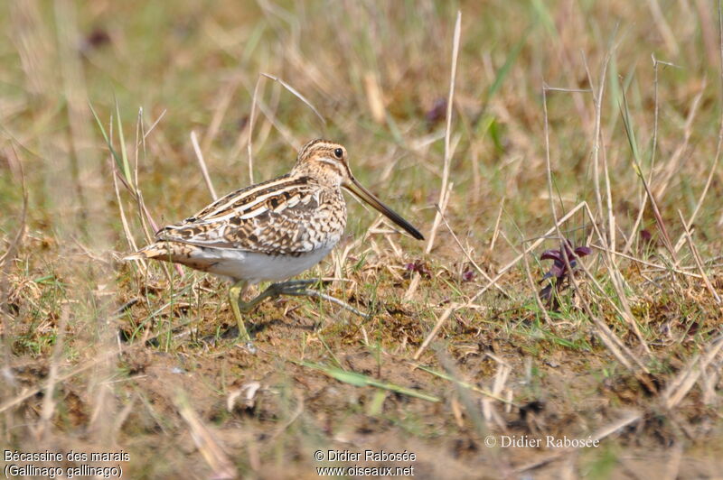 Common Snipe