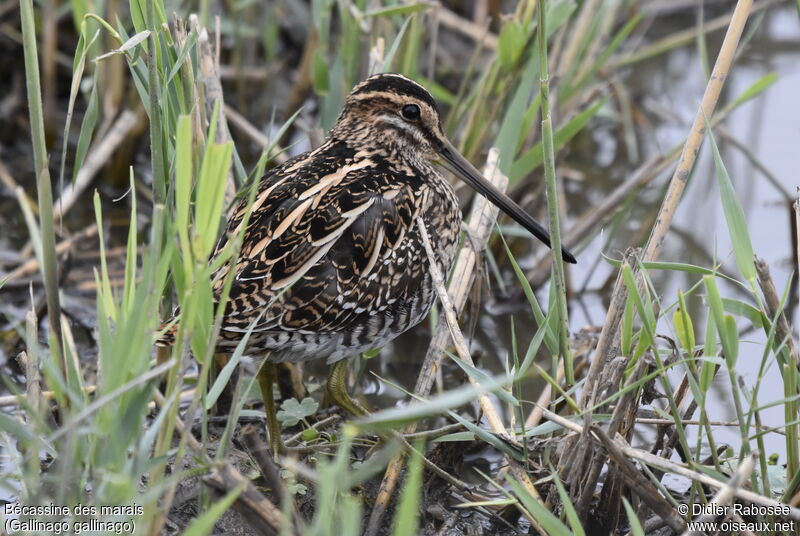 Common Snipe, camouflage