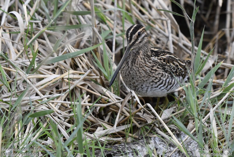 Bécassine des marais, camouflage