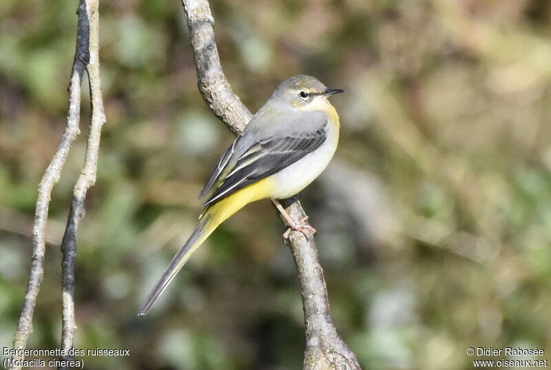 Grey Wagtail female