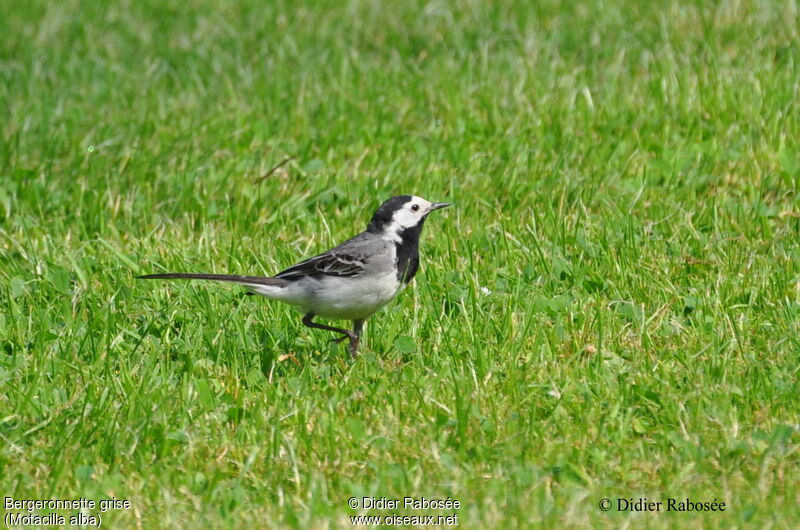 White Wagtail