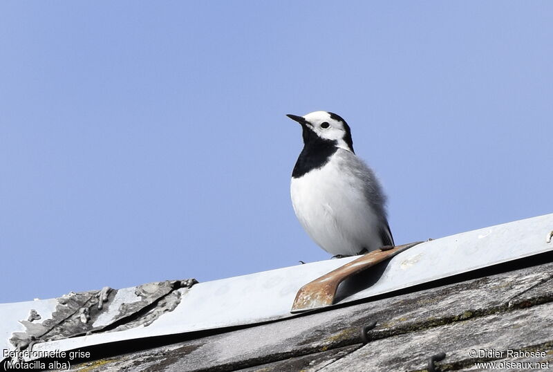 White Wagtailadult