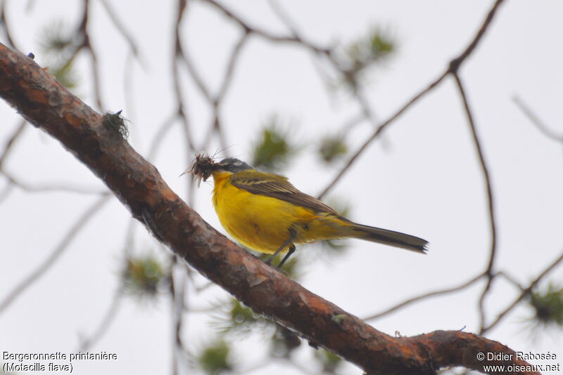 Western Yellow Wagtailadult breeding, Reproduction-nesting