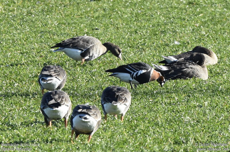 Red-breasted Gooseadult