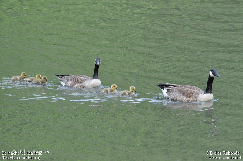 Canada Goose, Reproduction-nesting