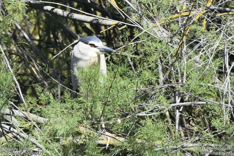 Black-crowned Night Heronadult