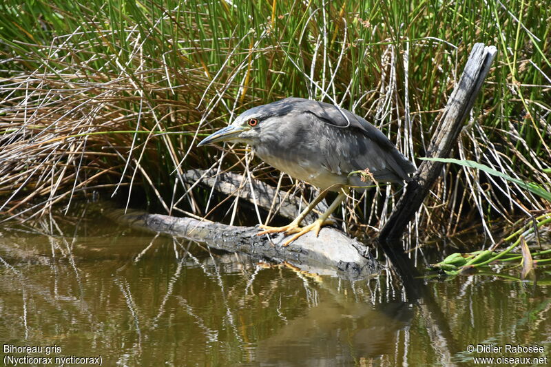 Black-crowned Night Heron