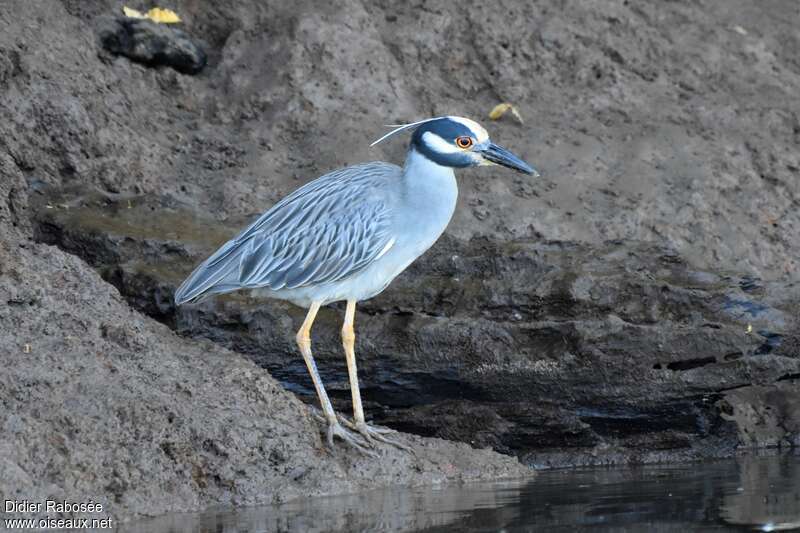 Yellow-crowned Night Heronadult, identification