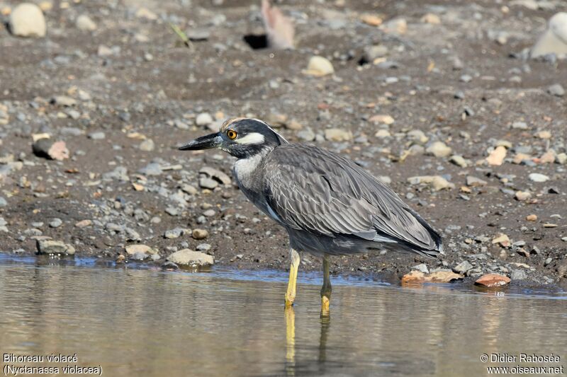 Yellow-crowned Night Heronadult