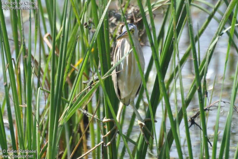 Yellow Bittern