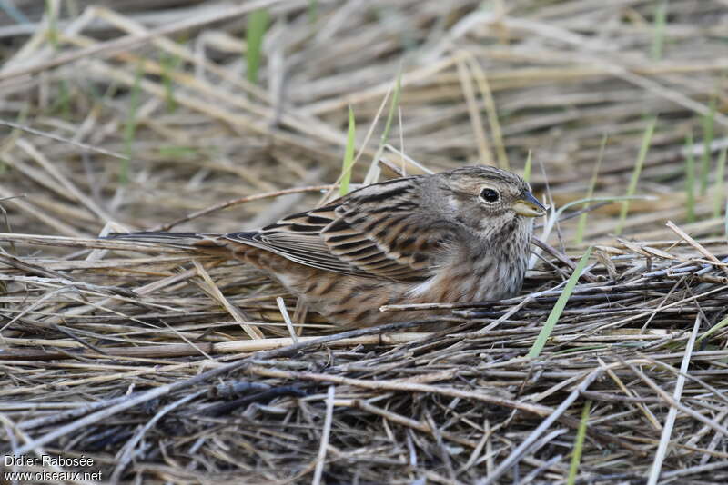 Bruant à calotte blanche femelle adulte, identification