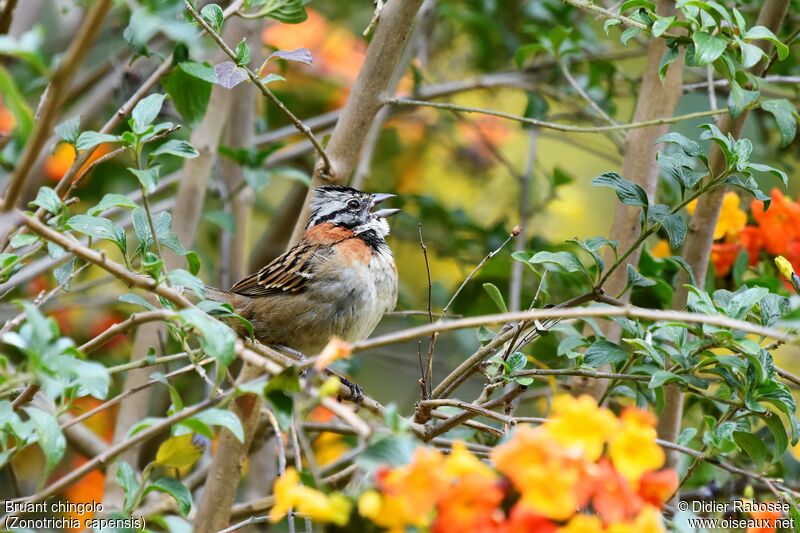 Rufous-collared Sparrowadult breeding, song