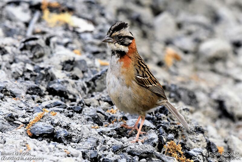 Rufous-collared Sparrow